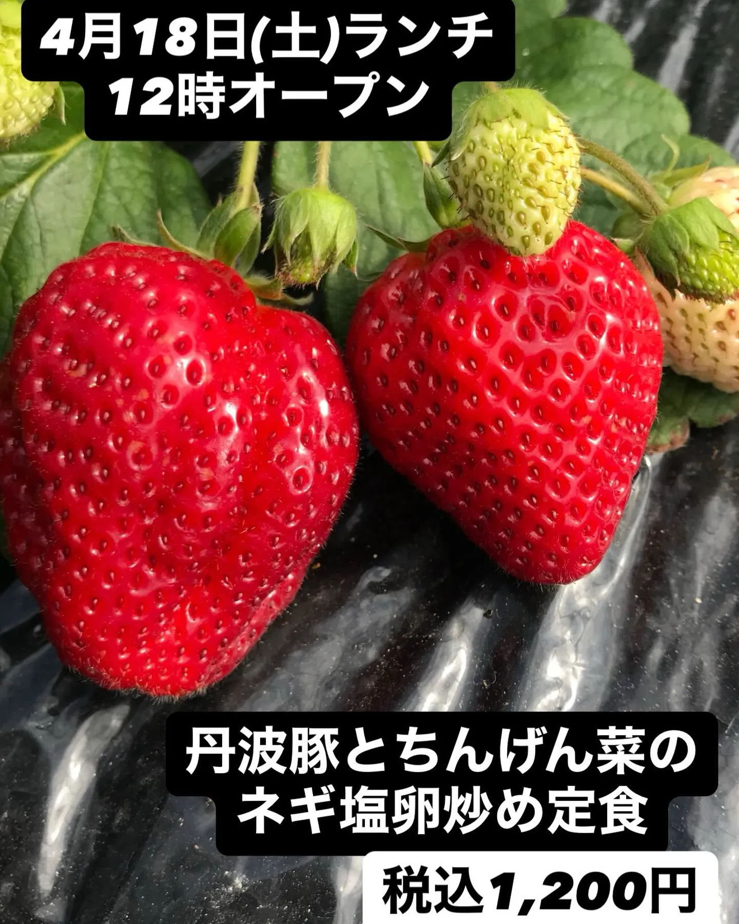4月18日(土)ランチ12時オープン